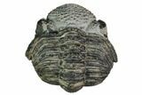 Bargain, Enrolled Drotops Trilobite - About Around #171566-2